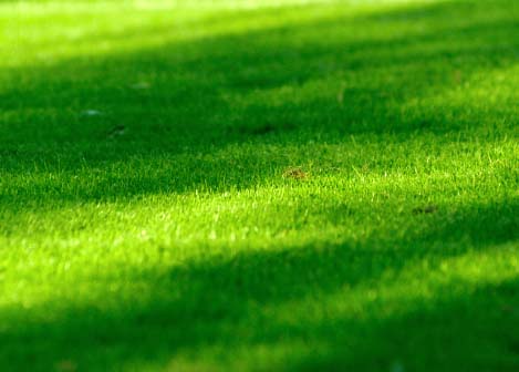 Lovely lawn